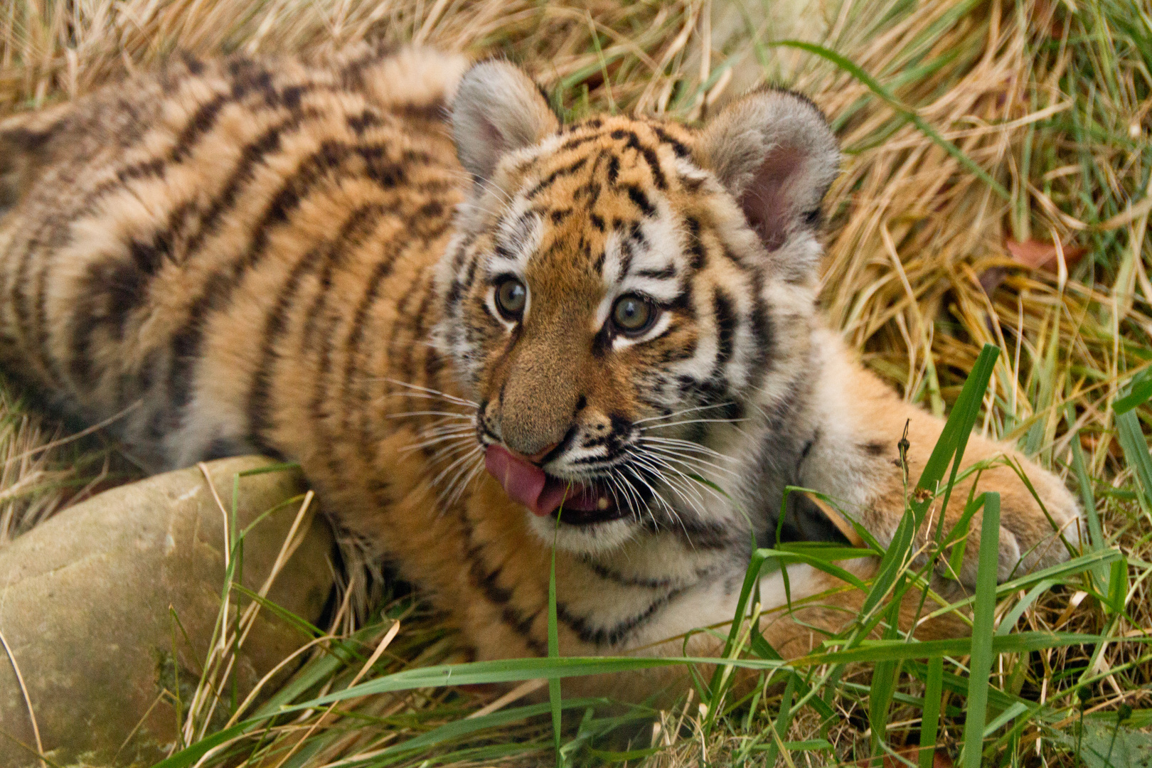 Kleiner Tiger, große Welt.