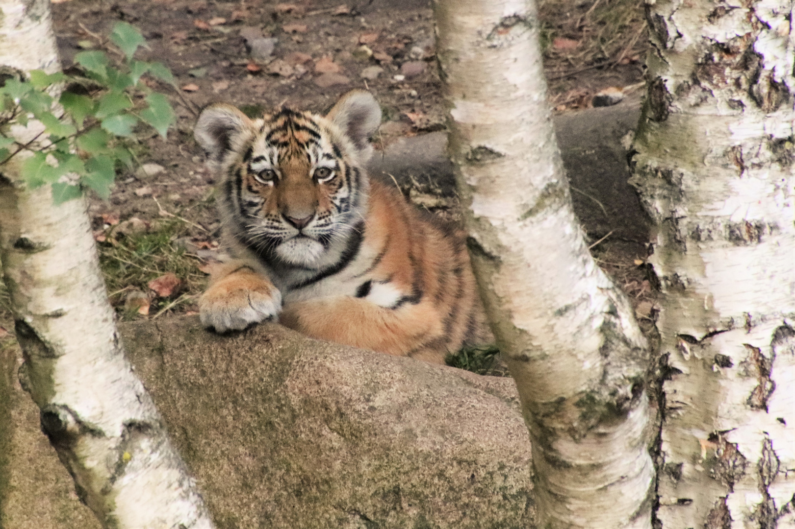 Kleiner Tiger im großen Birkenwald