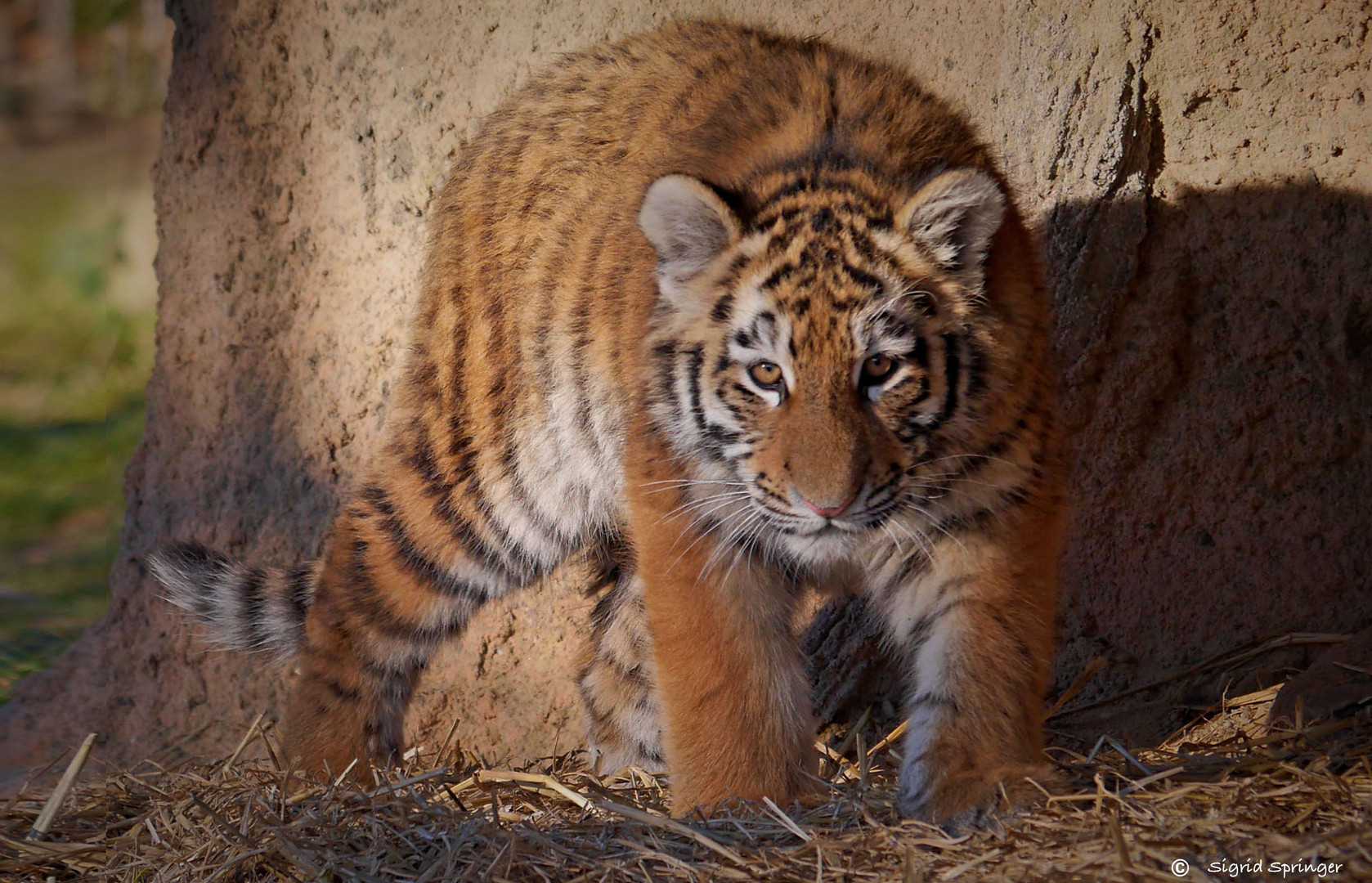 kleiner Tiger in Angriffstellung