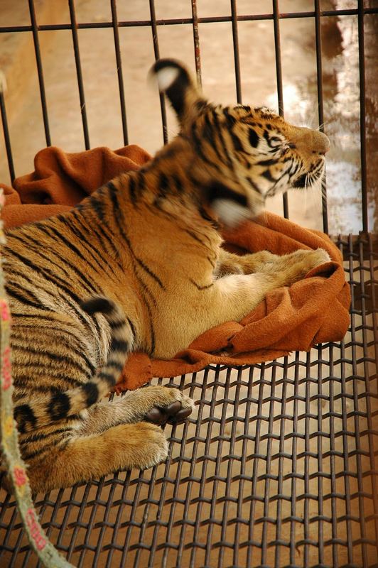 kleiner tiger in käfig..
