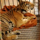 kleiner tiger in käfig..