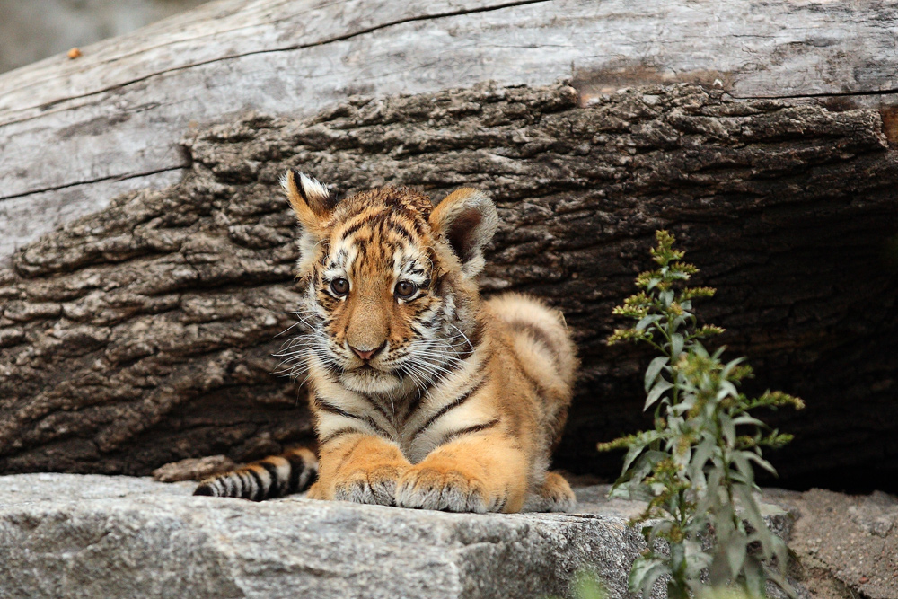 Kleiner Tiger macht Pause ...