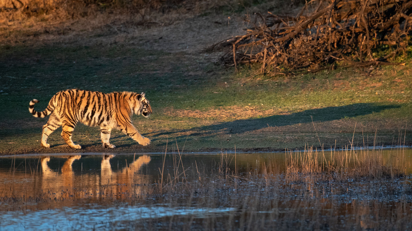 Kleiner Tiger mit großem Schatten - 