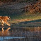Kleiner Tiger mit großem Schatten - 