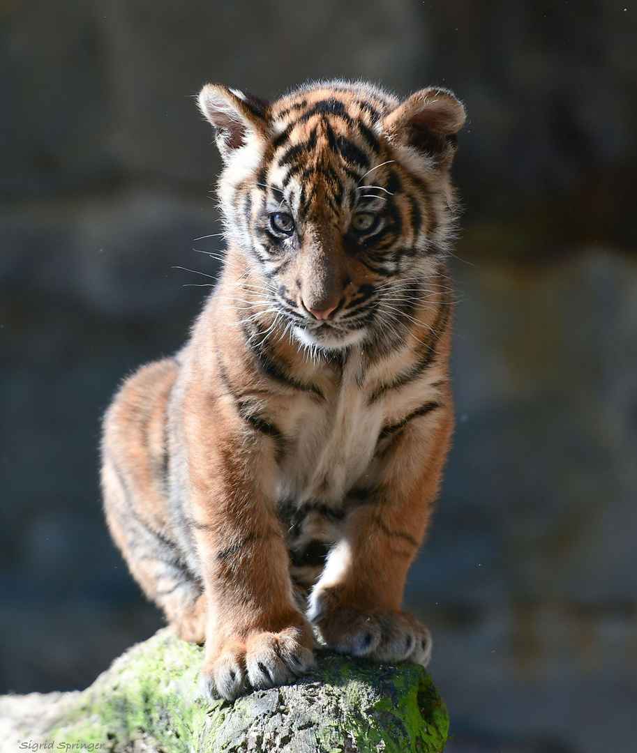 kleiner Tiger schaut