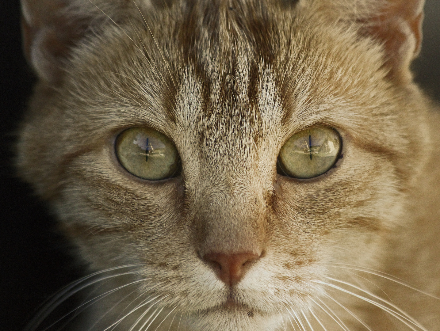 kleiner trauriger Kater