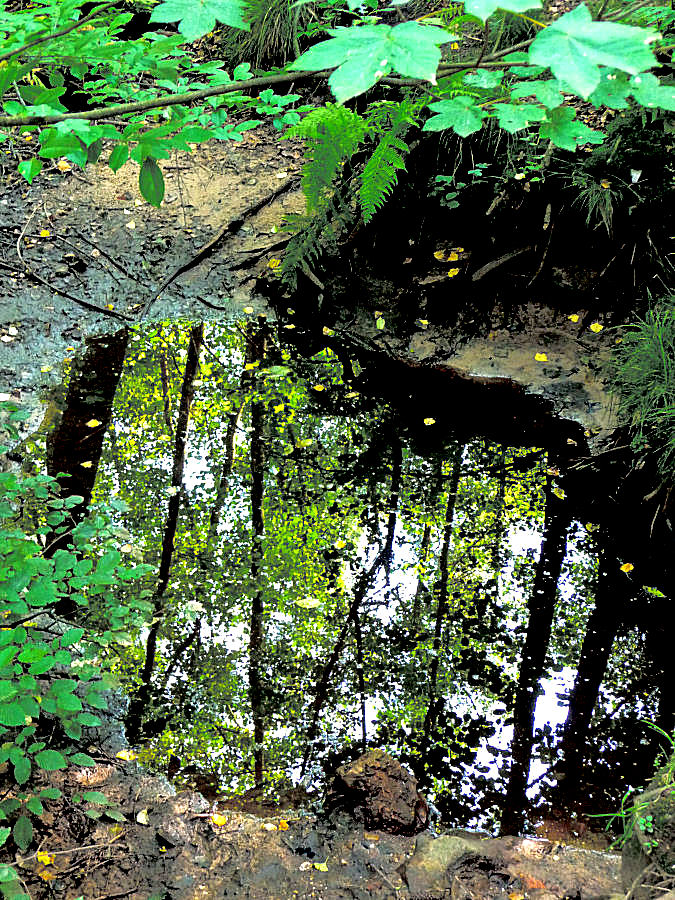 Kleiner Tümpel im sommerlichen Wald