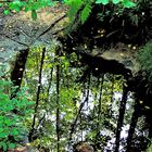 Kleiner Tümpel im sommerlichen Wald