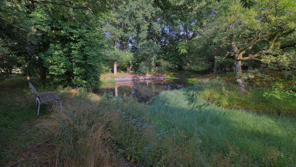 kleiner Tümpel im Wald (una charca pequeña en el bosque)