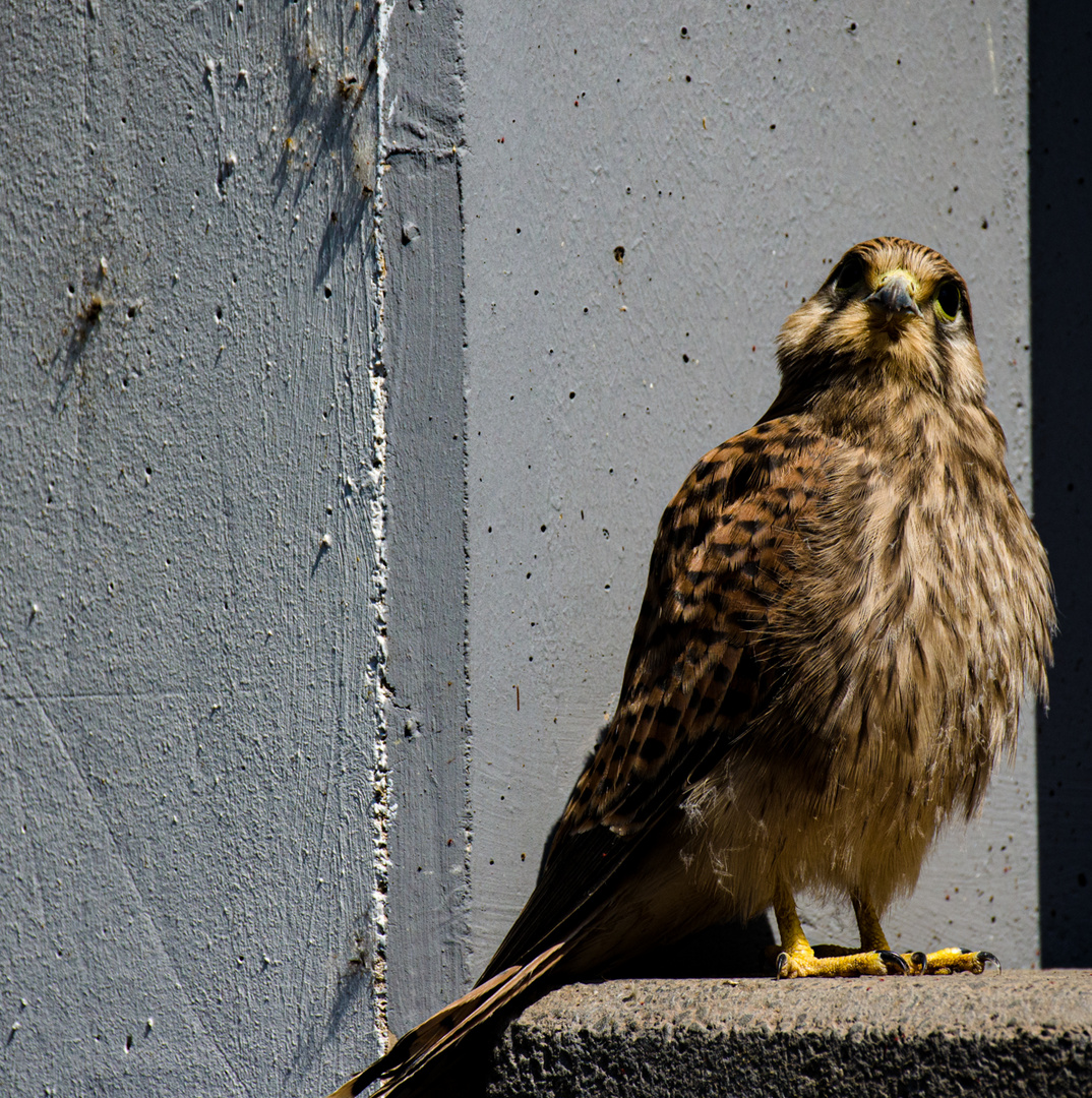 Kleiner Turmfalke