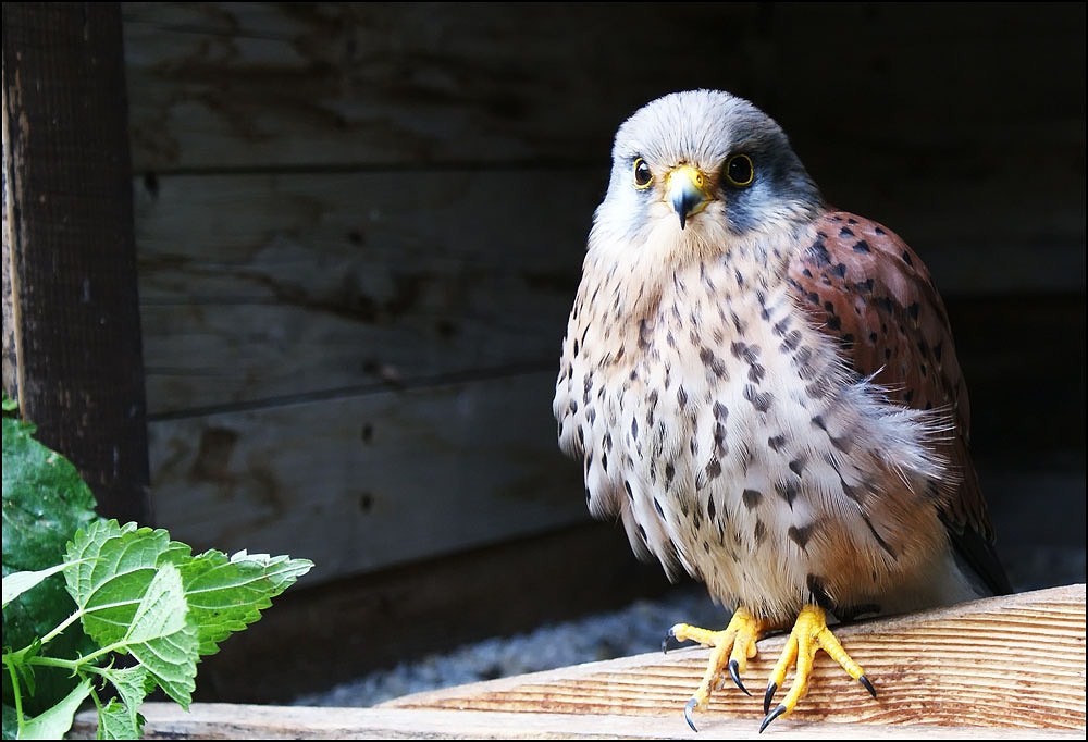 kleiner Turmfalke