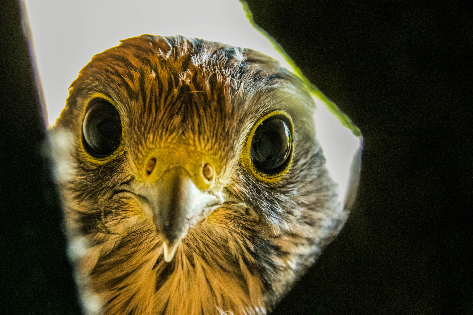 Kleiner Turmfalke im Nest