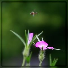 kleiner Überflieger