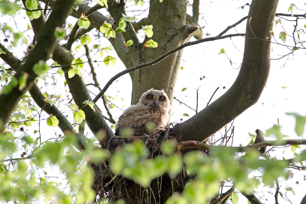 Kleiner Uhu im Nest