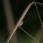 Kleiner unbekannter Frosch im Okavango Delta