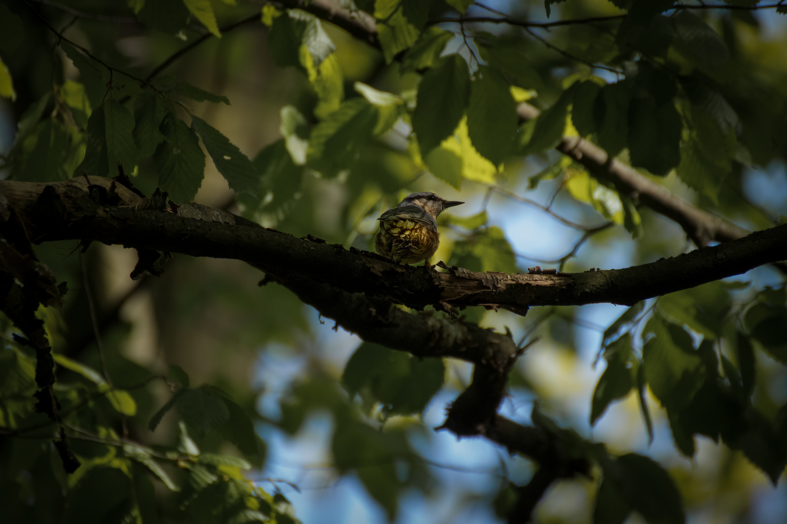 Kleiner unbekannter Vogel