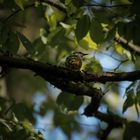 Kleiner unbekannter Vogel