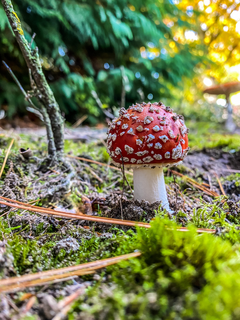 Kleiner und großer Fliegenpilz 