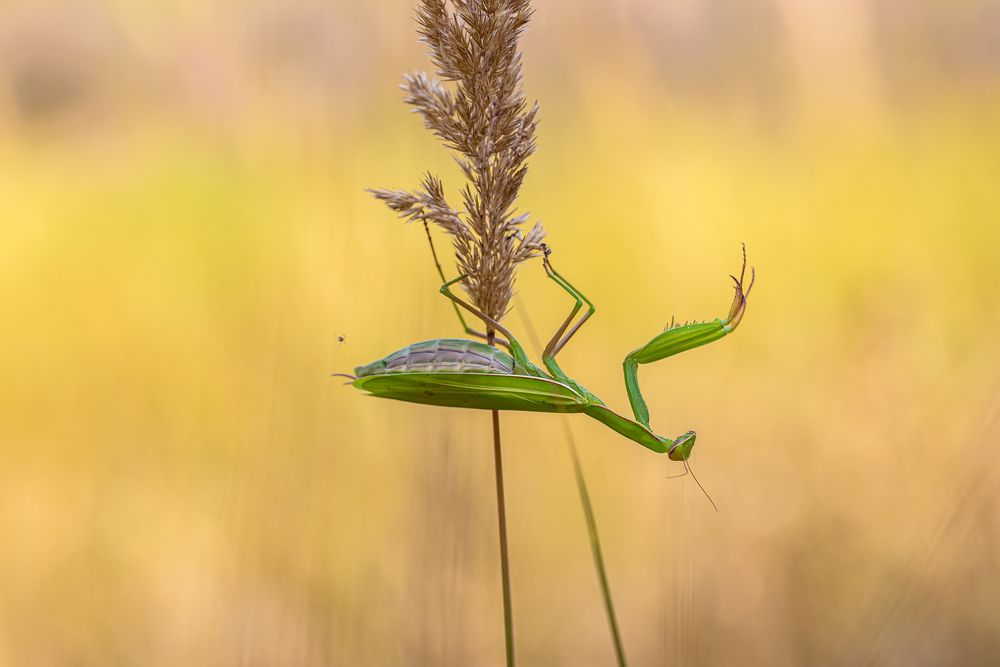 Kleiner und großer Räuber