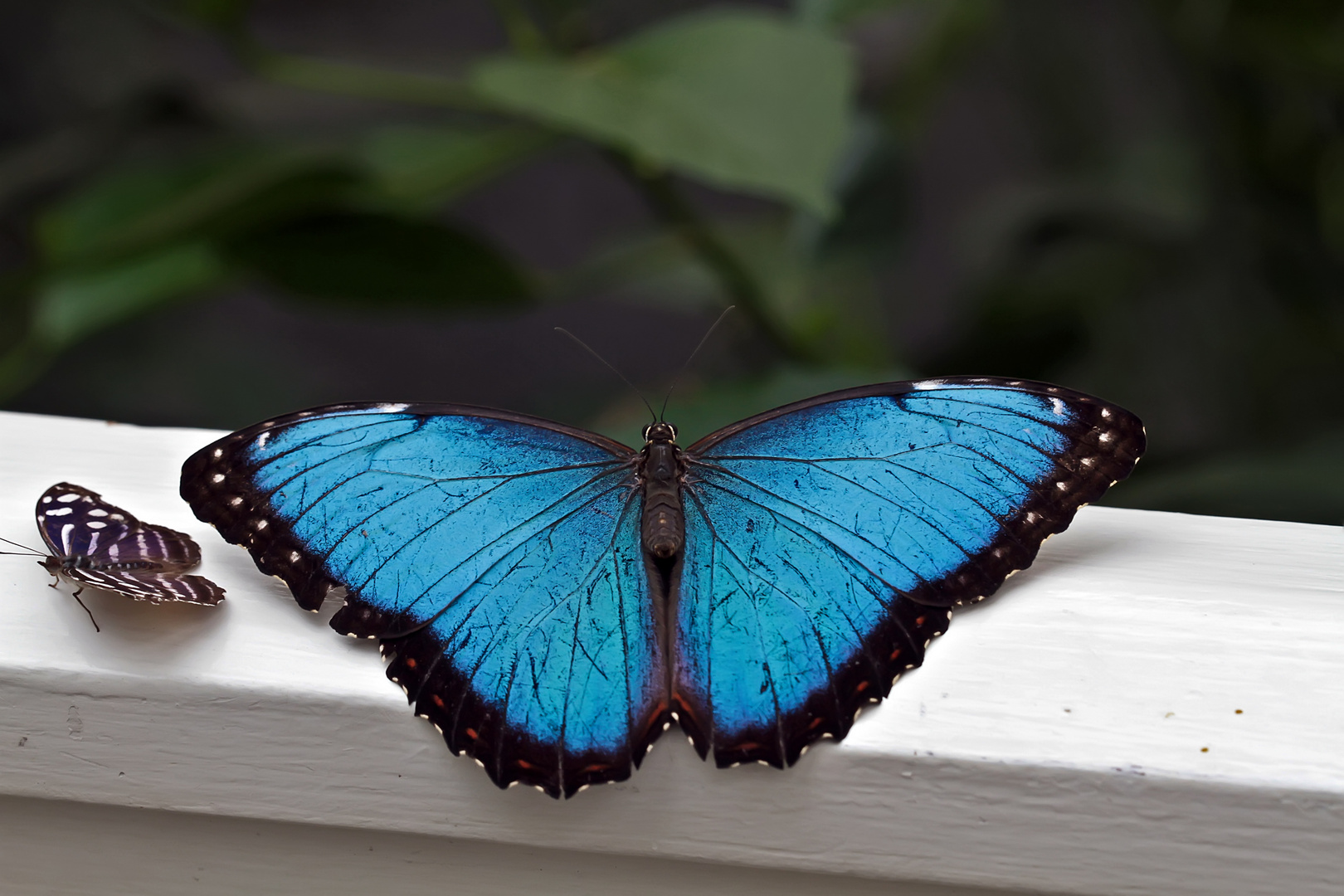 Kleiner und großer Schmetterling