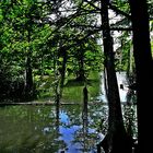 Kleiner Urwald