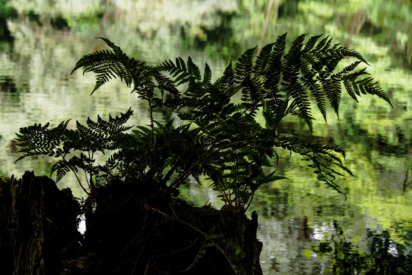 Kleiner Urwald