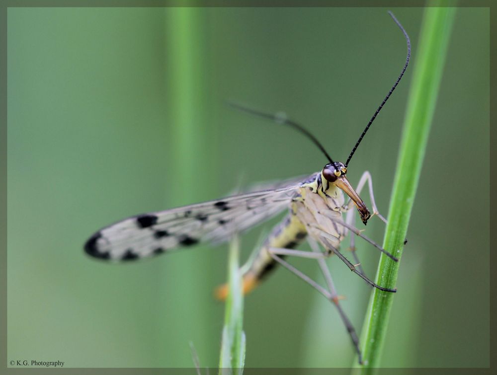 Kleiner Vampir (Scorpionsfliege)