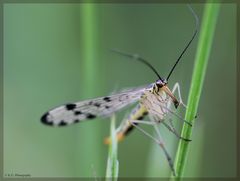 Kleiner Vampir (Scorpionsfliege)