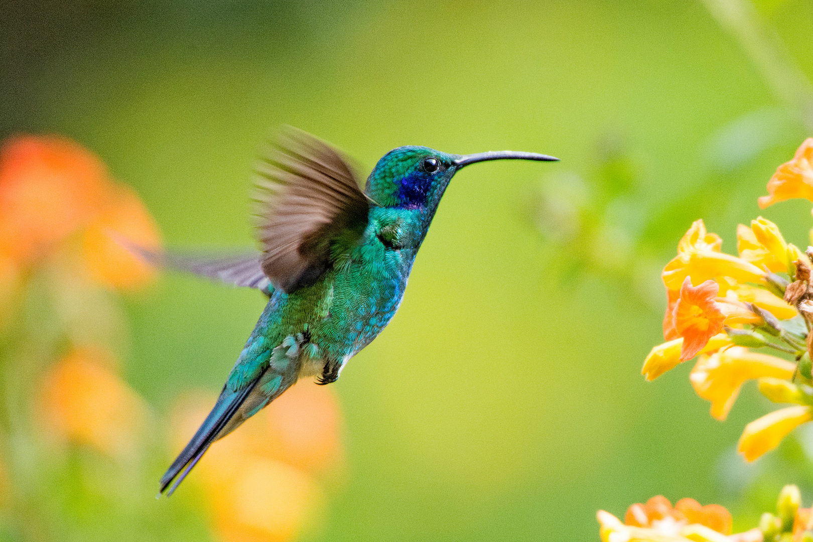 Kleiner Veilchenkolibri - Green Violetear (Costa Rica)