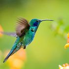 Kleiner Veilchenkolibri - Green Violetear (Costa Rica)