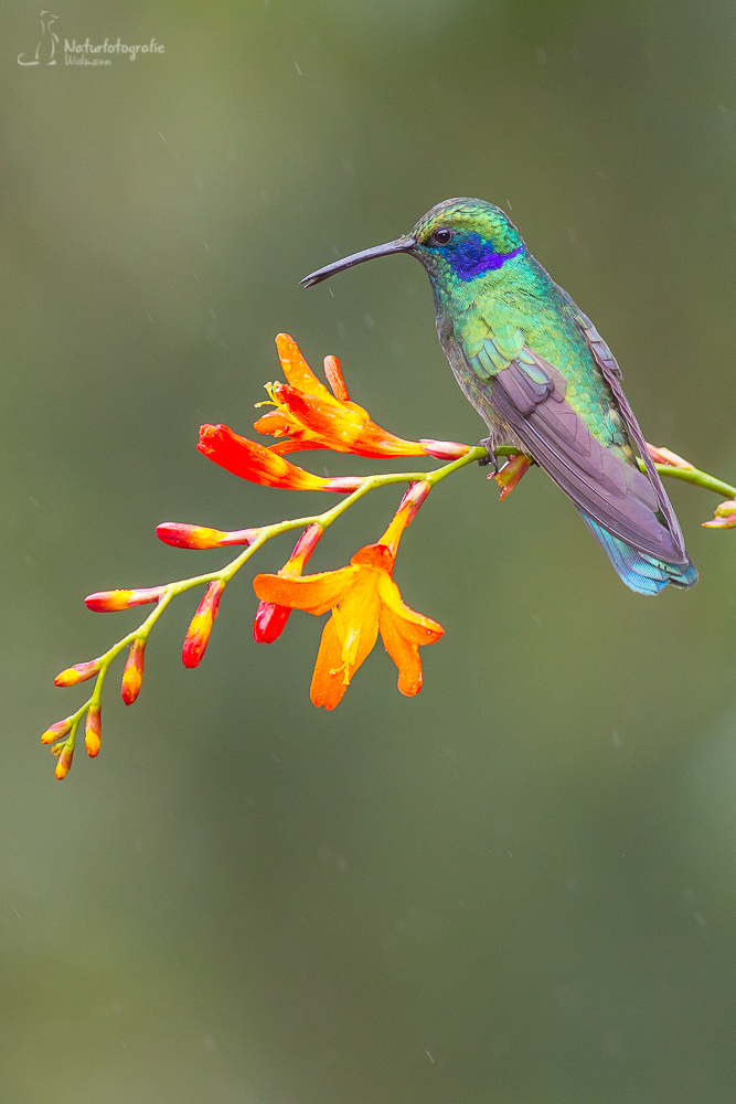 Kleiner Veilchenohrkolibri