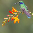 Kleiner Veilchenohrkolibri