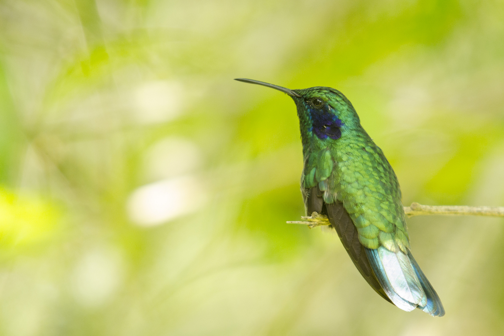 Kleiner Veilchenohrkolibri