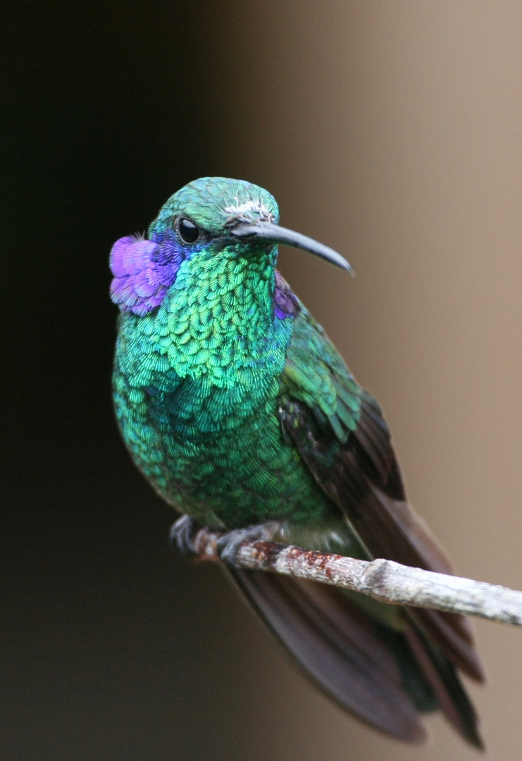 Kleiner Veilchenohrkolibri