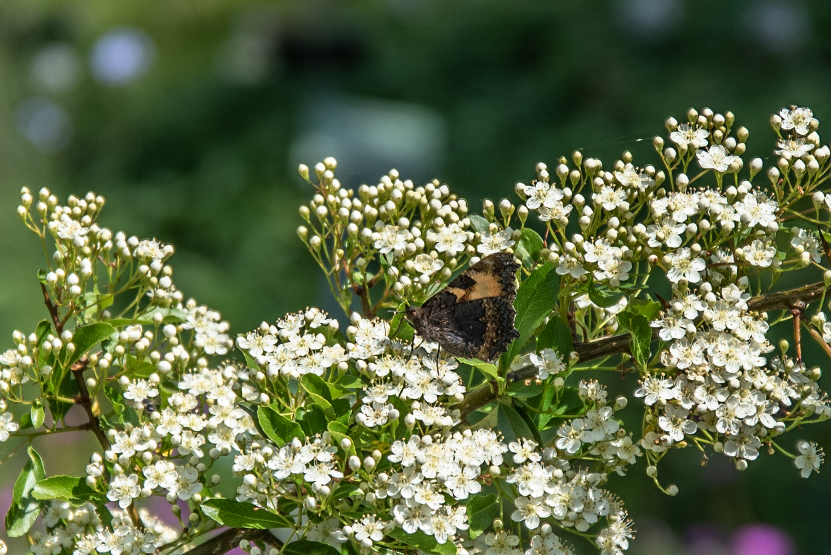 kleiner, verrupfter Schmetterling