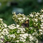 kleiner, verrupfter Schmetterling