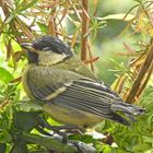 Kleiner, verschreckter Vogel