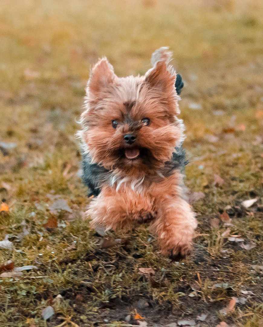 Kleiner verspielter Hund 