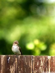 Kleiner Vogel