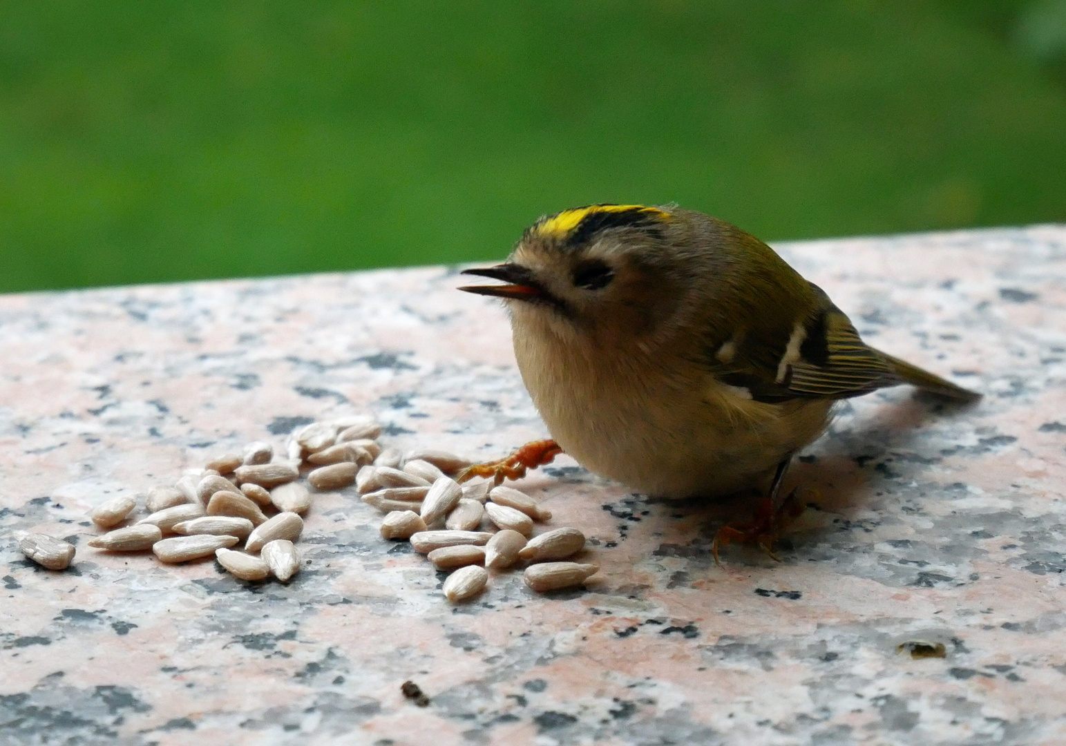 Kleiner Vogel (1)