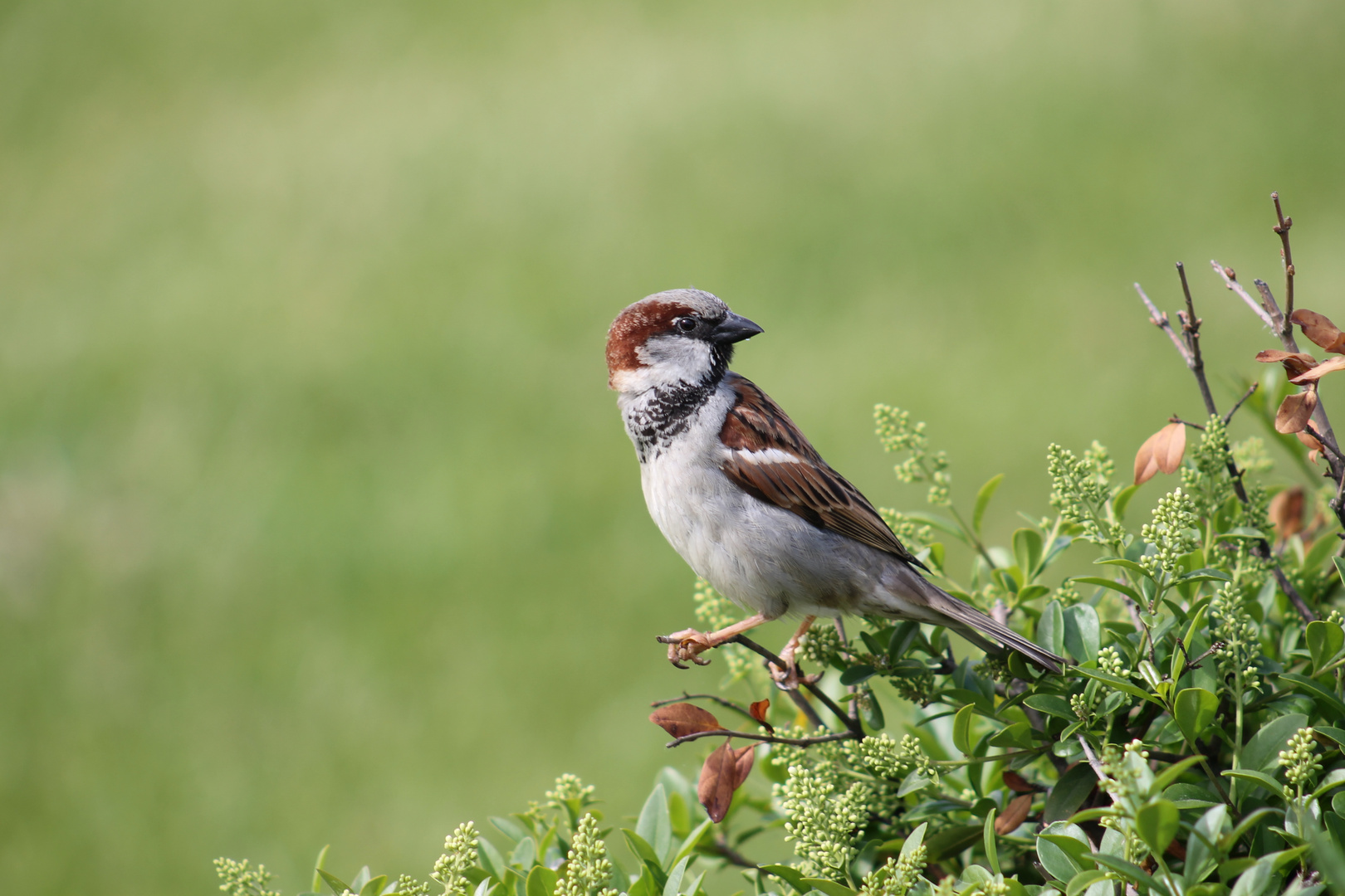 Kleiner Vogel