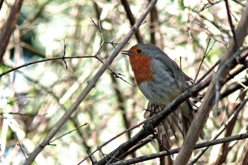 Kleiner Vogel