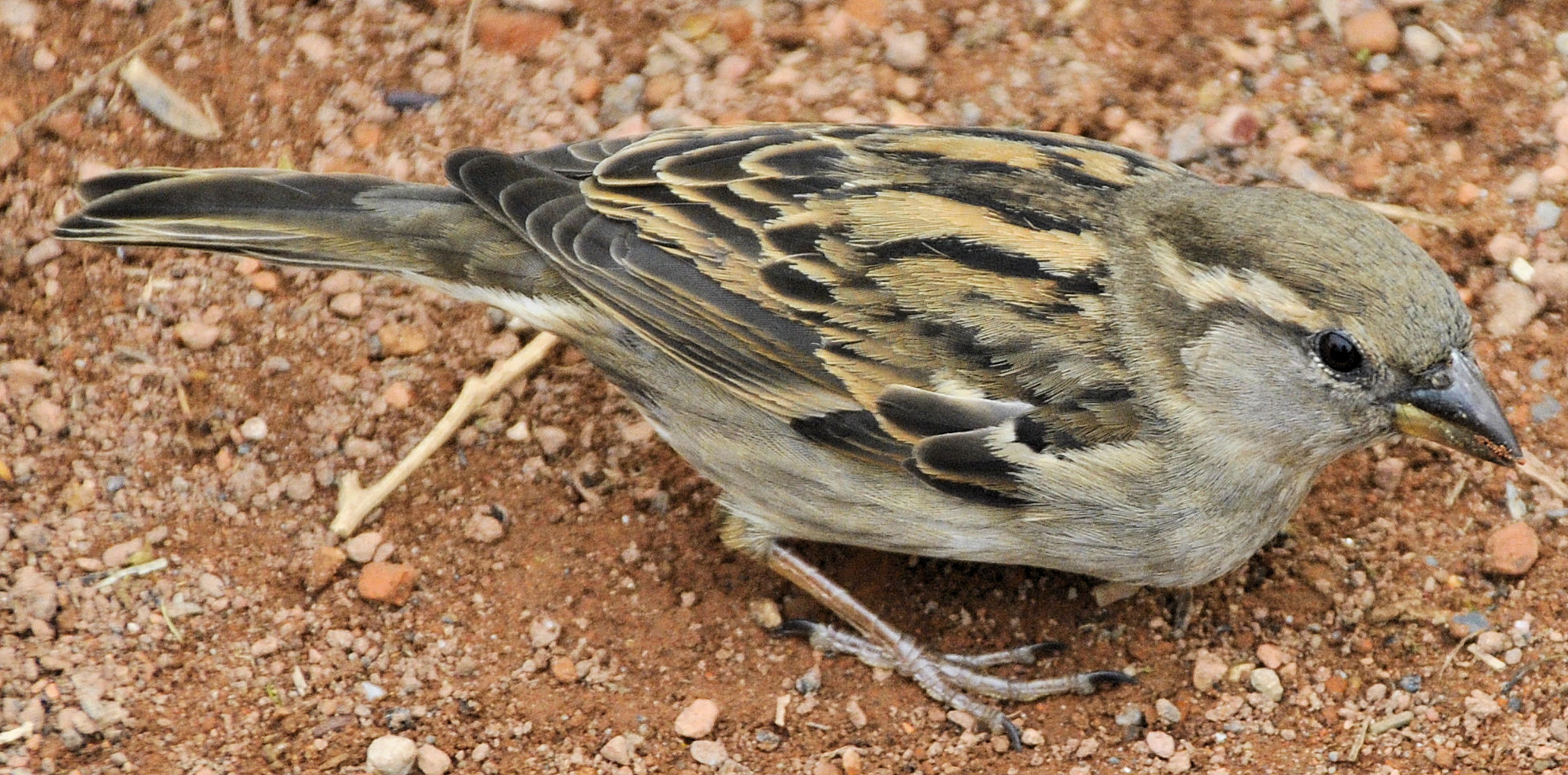 Kleiner Vogel 2