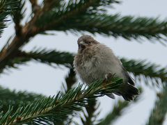 kleiner Vogel