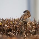 Kleiner Vogel