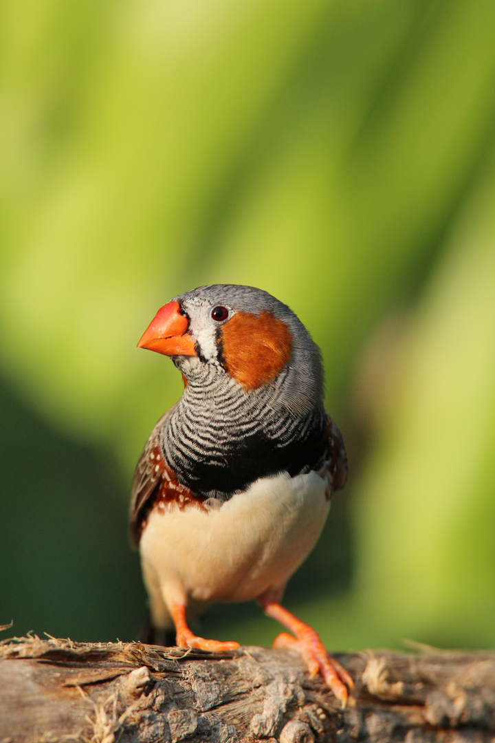 kleiner Vogel