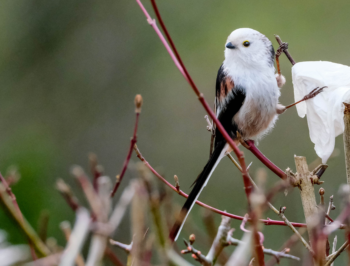 Kleiner Vogel