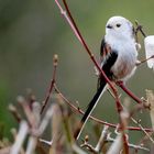 Kleiner Vogel