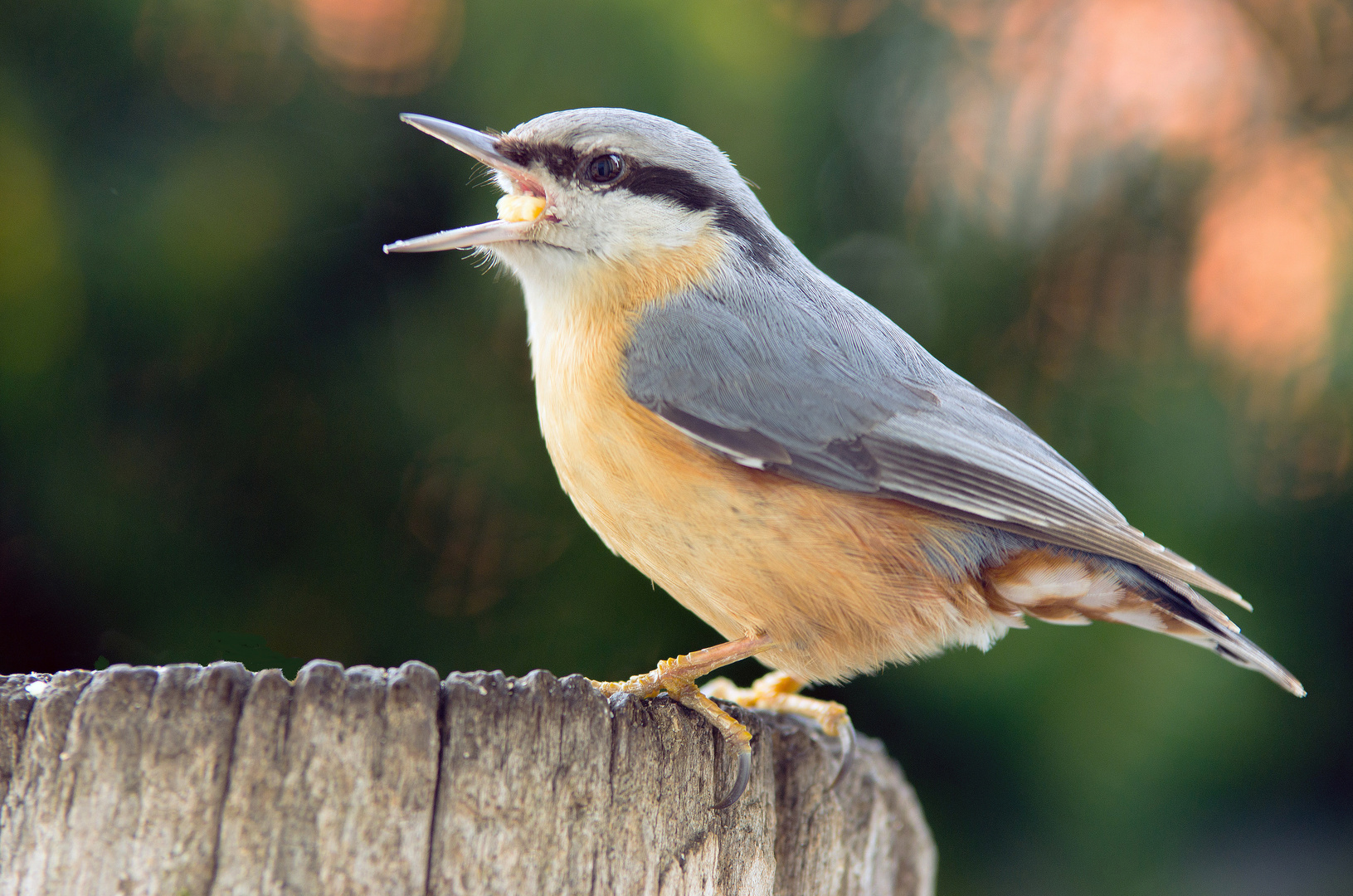 Kleiner Vogel ....