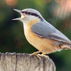 Kleiner Vogel ....